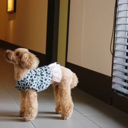 リボンワンピース / 愛犬のための犬服、ペット服の型紙通販・作り方 