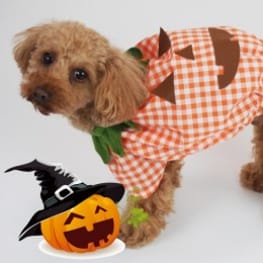 パンプキンコスチューム