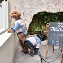 家族でおそろいが作れる!みんなのラグラントレーナー/パーカー(犬用)