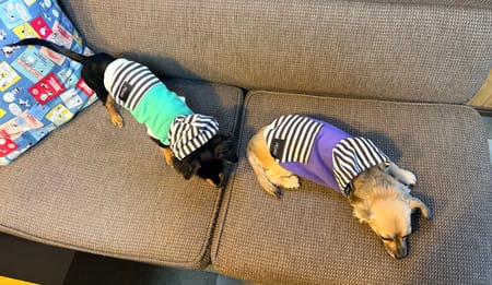 コテちゅさんの作品