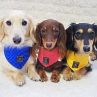 mamehanasoraさんの作品