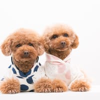 shimaさんの作品