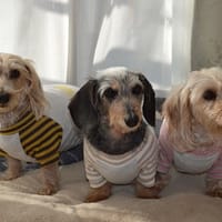 ひなはなさんの作品