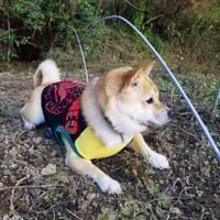 mizukiakiraさんの作品