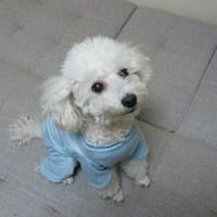 ももさんの作品