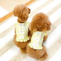 ちゃちゃさんの作品