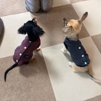 コテちゅさんの作品