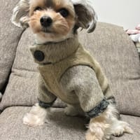 パグとヨーキーさんの作品