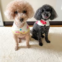 ちゃちゃさんの作品