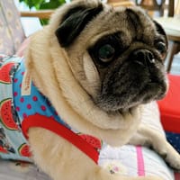 ぽぽちゃんさんの作品