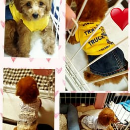 luce*さんの作品