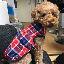 ちょこさんの作品