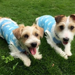 randymikioさんの作品