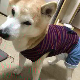 ごみさんの作品