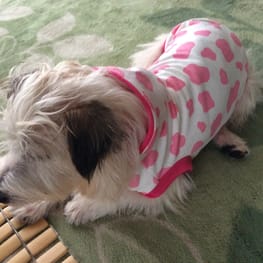 ぶるーしおんさんの作品