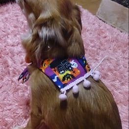 イチゴさんの作品