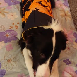 ぱんだ。さんの作品