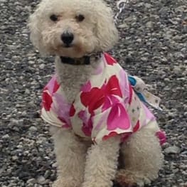 佐助さんの作品