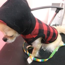 テンミーさんの作品