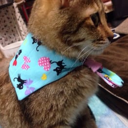 チィぽっぽ★さんの作品