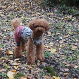 shimaさんの作品