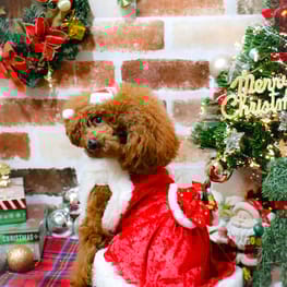 C&L.mamaさんの作品