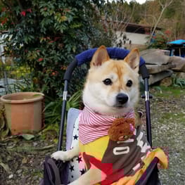 バンダナ スカーフ Millacra 愛犬のための犬服 ペット服の型紙通販 作り方 教室 Milla Milla