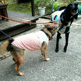 モコさんの作品