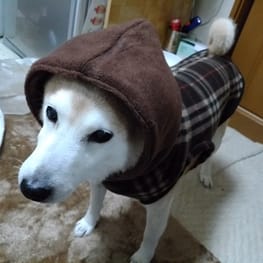 ごみさんの作品