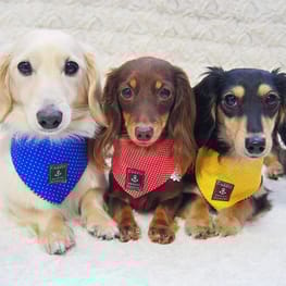 mamehanasoraさんの作品