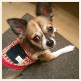 chikoさんの作品