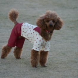 ちみこママさんの作品