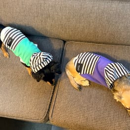 コテちゅさんの作品