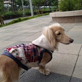 ココ母さんの作品