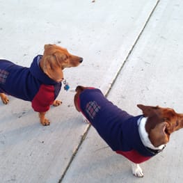 deviltakaさんの作品