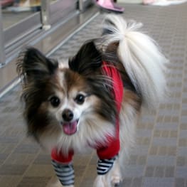 はるさんの作品