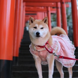 柴犬マイアさんの作品