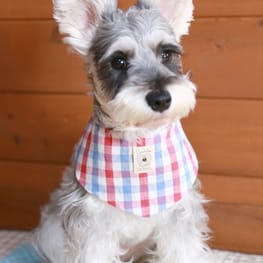 *choco-iris*さんの作品