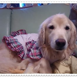 メグやんさんの作品