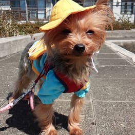 くぅさんの作品