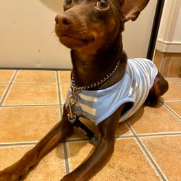 ノラあざらしさんの作品