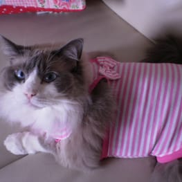 usakorinさんの作品