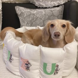ラウンドベッド Millacra 愛犬のための犬服 ペット服の型紙通販 作り方 教室 Milla Milla