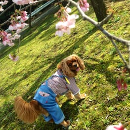 はるさんの作品