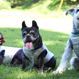 ちびっこさんの作品