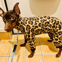 ノラあざらしさんの作品