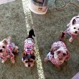 momonekoさんの作品