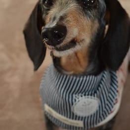 無料の犬服型紙 作り方ダウンロード 犬のクールバンダナ 愛犬のための犬服 ペット服の型紙通販 作り方 教室 Milla Milla