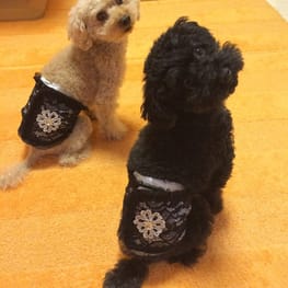 マナーベルト/millacra / 愛犬のための犬服、ペット服の型紙通販