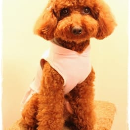 Lilyママさんの作品